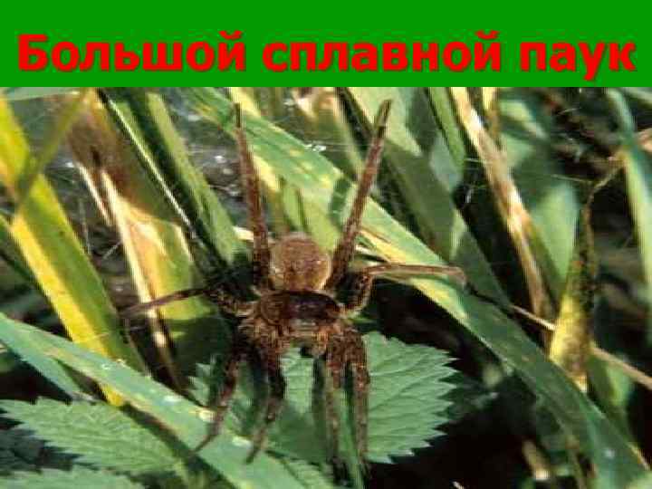 Большой сплавной паук 