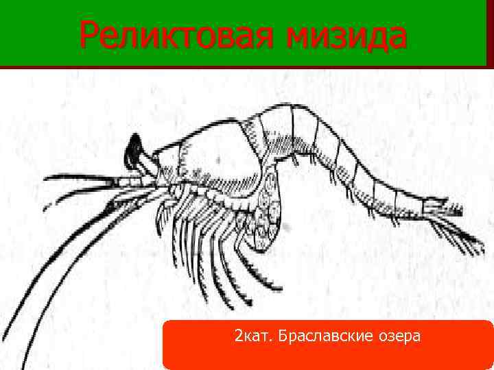 Реликтовая мизида 2 кат. Браславские озера 