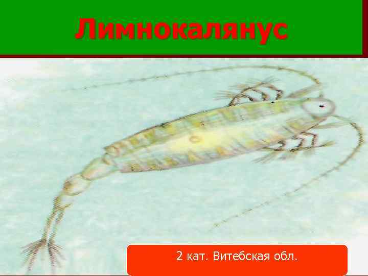 Лимнокалянус 2 кат. Витебская обл. 