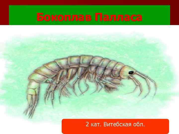 Бокоплав Палласа 2 кат. Витебская обл. 