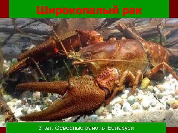 Широкопалый рак 3 кат. Северные районы Беларуси 