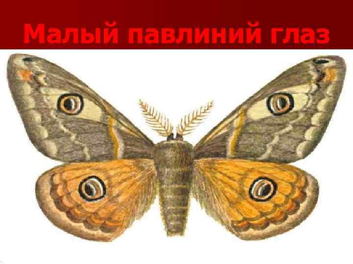 Малый павлиний глаз 