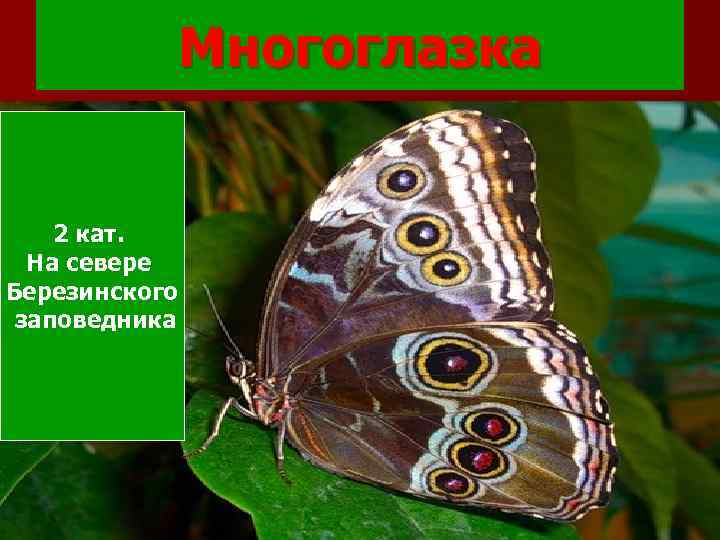Многоглазка 2 кат. На севере Березинского заповедника 