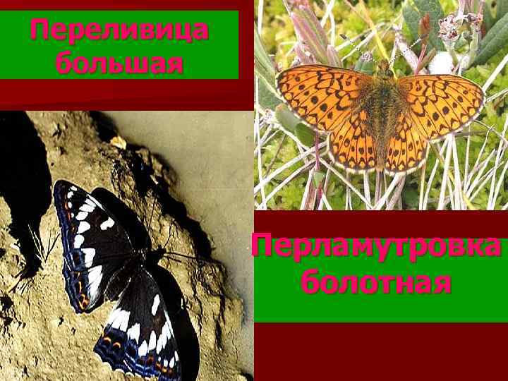 Переливица большая Перламутровка болотная 