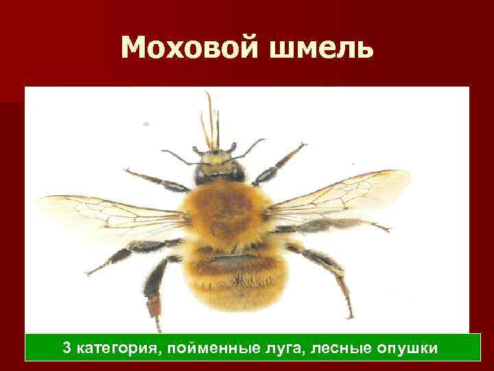 Моховой шмель 3 категория, пойменные луга, лесные опушки 