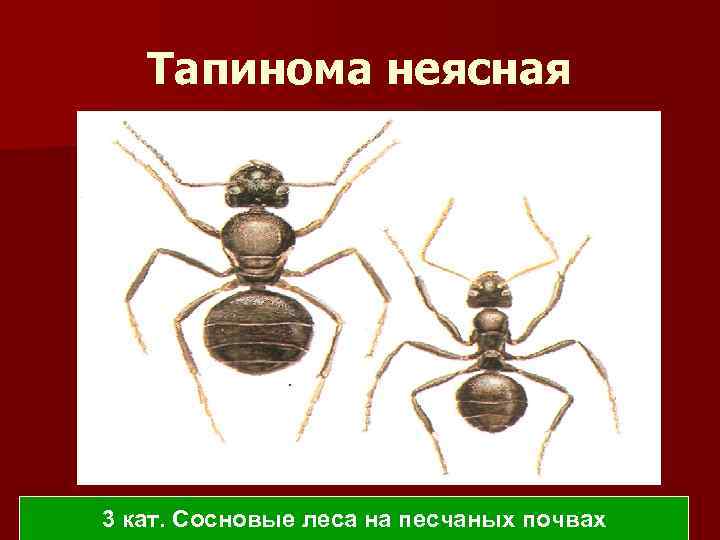 Тапинома неясная 3 кат. Сосновые леса на песчаных почвах 