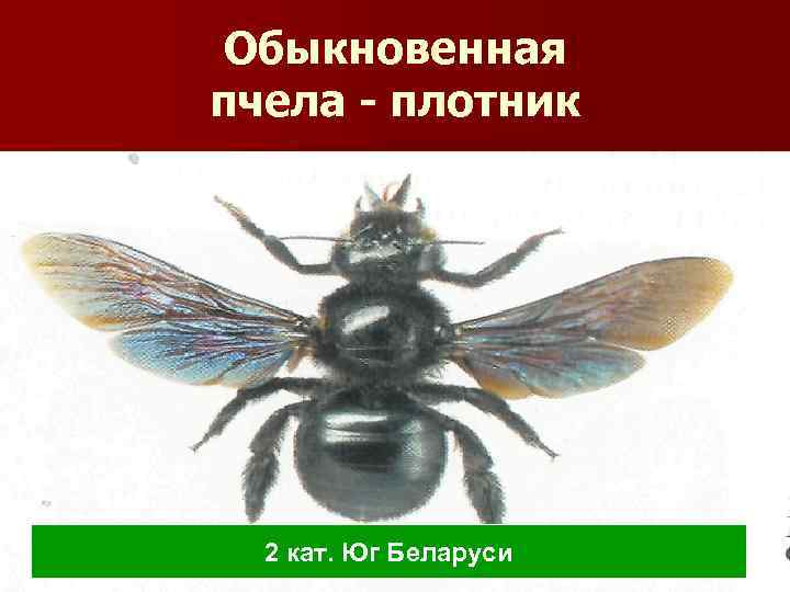 Обыкновенная пчела - плотник 2 кат. Юг Беларуси 