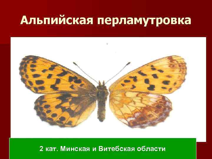 Альпийская перламутровка 2 кат. Минская и Витебская области 