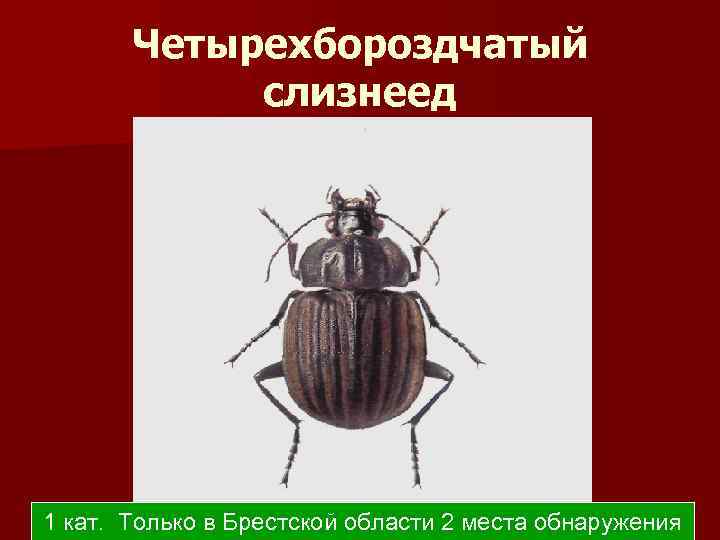 Четырехбороздчатый слизнеед 1 кат. Только в Брестской области 2 места обнаружения 