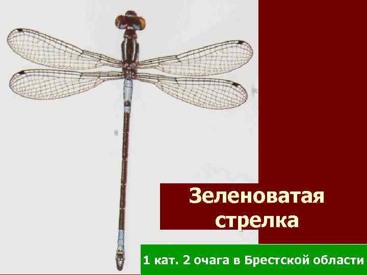 Зеленоватая стрелка 1 кат. 2 очага в Брестской области 