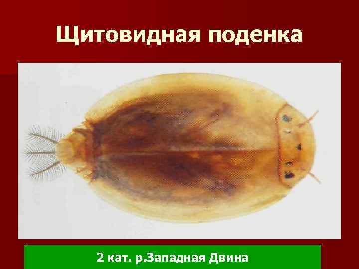 Щитовидная поденка 2 кат. р. Западная Двина 