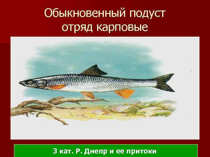 Обыкновенный подуст отряд карповые 3 кат. Р. Днепр и ее притоки 