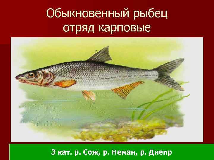 Обыкновенный рыбец отряд карповые 3 кат. р. Сож, р. Неман, р. Днепр 
