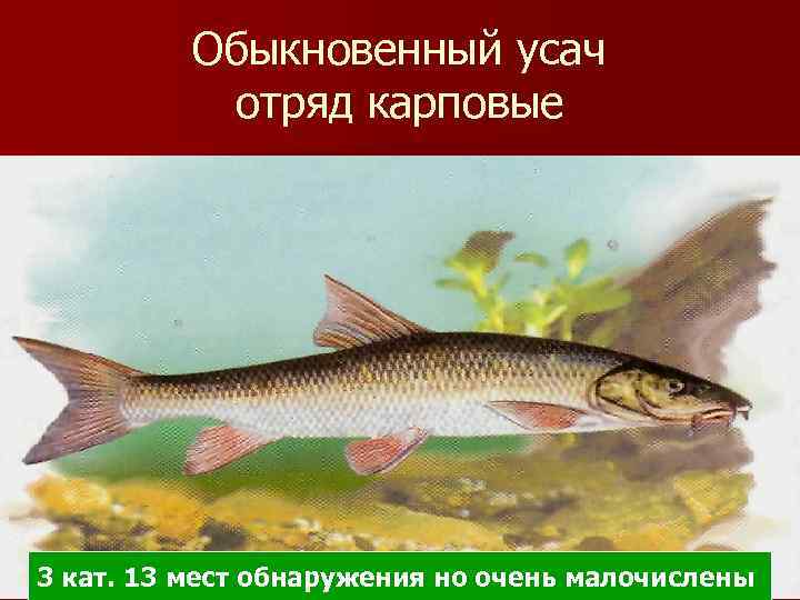 Обыкновенный усач отряд карповые 3 кат. 13 мест обнаружения но очень малочислены 