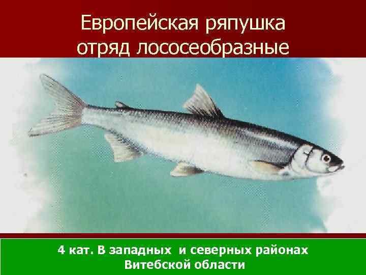 Европейская ряпушка отряд лососеобразные 4 кат. В западных и северных районах Витебской области 