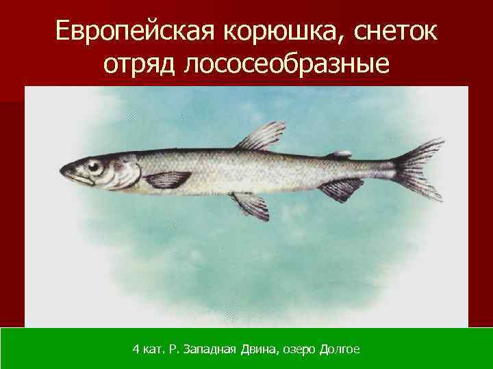 Европейская корюшка, снеток отряд лососеобразные 4 кат. Р. Западная Двина, озеро Долгое 