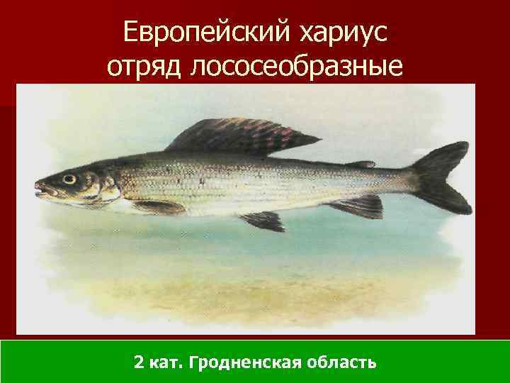 Европейский хариус отряд лососеобразные 2 кат. Гродненская область 