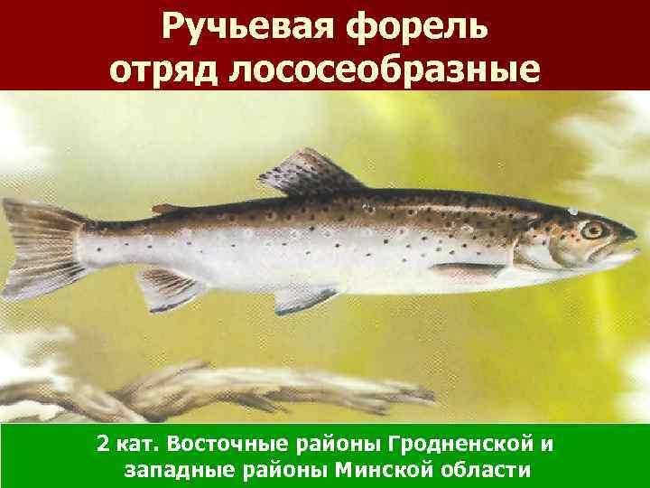 Ручьевая форель отряд лососеобразные 2 кат. Восточные районы Гродненской и западные районы Минской области