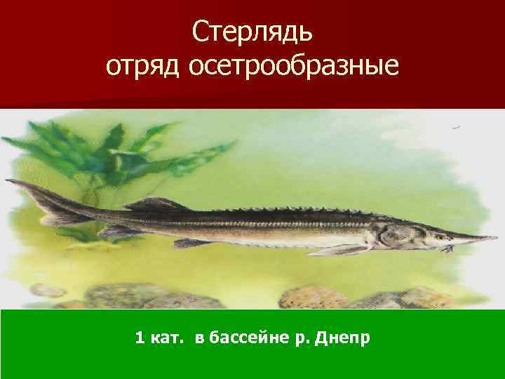 Стерлядь отряд осетрообразные 1 кат. в бассейне р. Днепр 