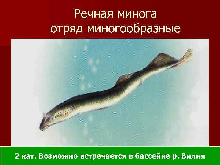 Речная минога отряд миногообразные 2 кат. Возможно встречается в бассейне р. Вилия 