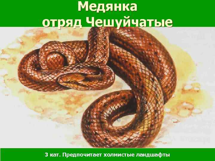 Медянка отряд Чешуйчатые 3 кат. Предпочитает холмистые ландшафты 