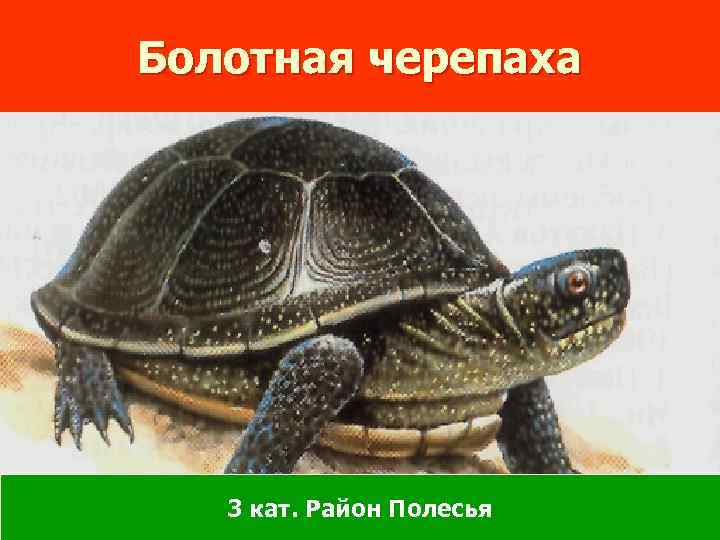 Болотная черепаха 3 кат. Район Полесья 