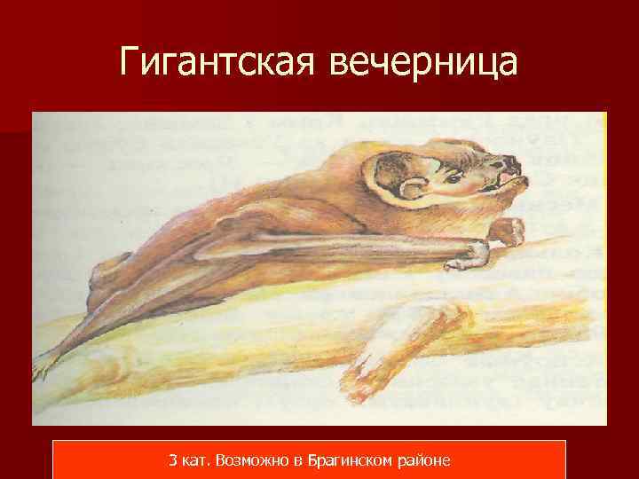 Гигантская вечерница 3 кат. Возможно в Брагинском районе 