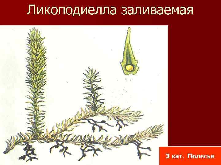 Ликоподиелла заливаемая 3 кат. Полесья 