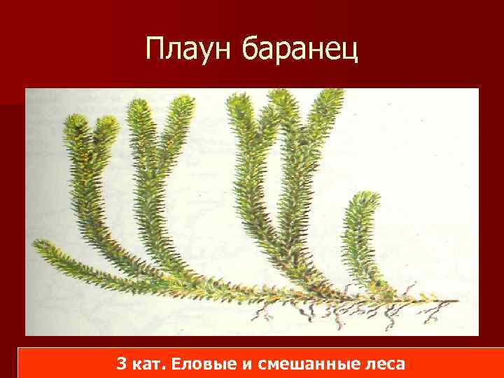 Плаун картинка егэ