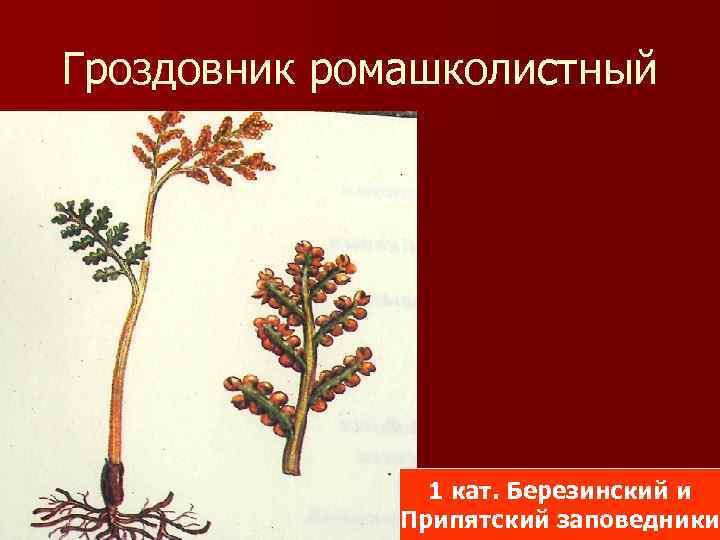 Гроздовник ромашколистный 1 кат. Березинский и Припятский заповедники 