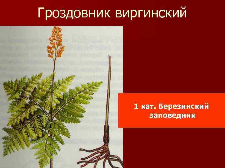 Гроздовник виргинский 1 кат. Березинский заповедник 