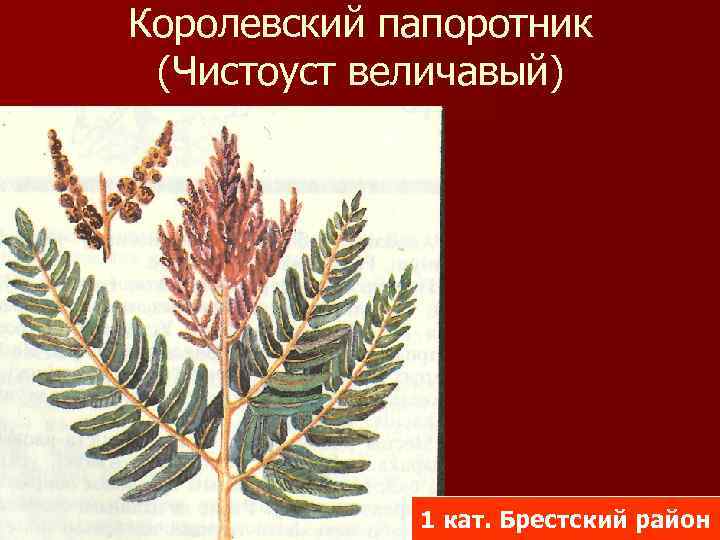 Королевский папоротник (Чистоуст величавый) 1 кат. Брестский район 