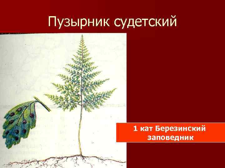 Пузырник судетский 1 кат Березинский заповедник 