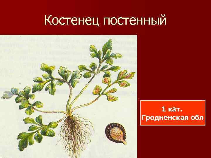 Костенец постенный 1 кат. Гродненская обл 