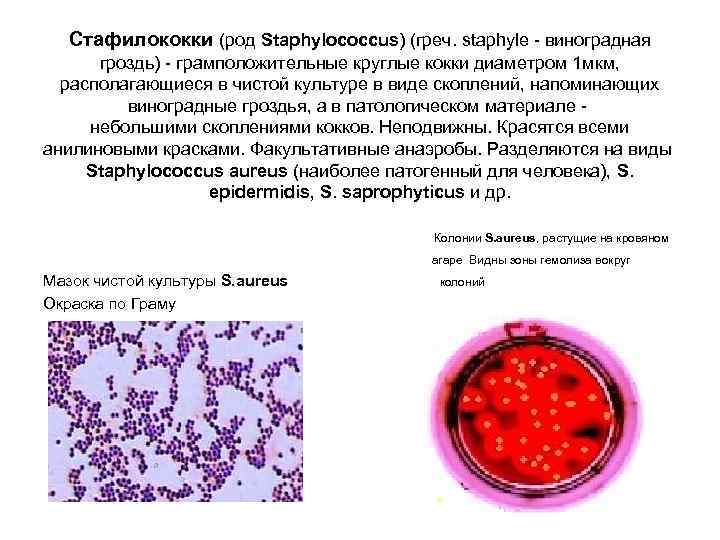 Стафилококки (род Staphylococcus) (греч. staphyle - виноградная гроздь) - грамположительные круглые кокки диаметром 1