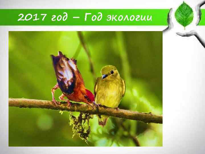 2017 год – Год экологии 