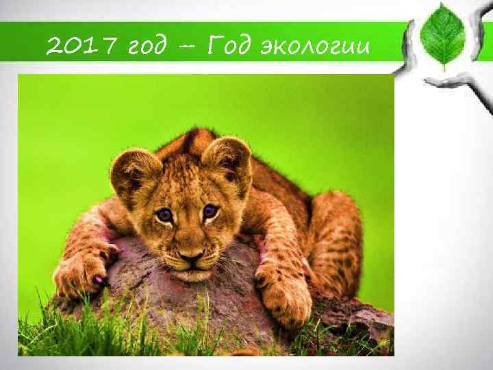2017 год – Год экологии 