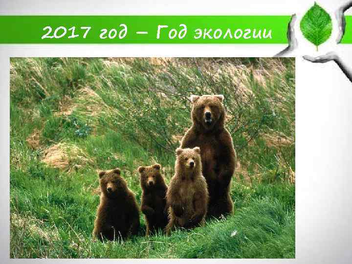 2017 год – Год экологии 