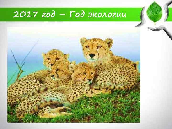 2017 год – Год экологии 