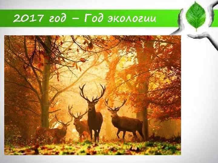 2017 год – Год экологии 