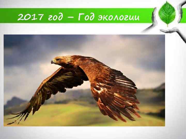 2017 год – Год экологии 