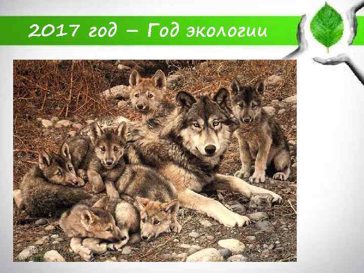 2017 год – Год экологии 