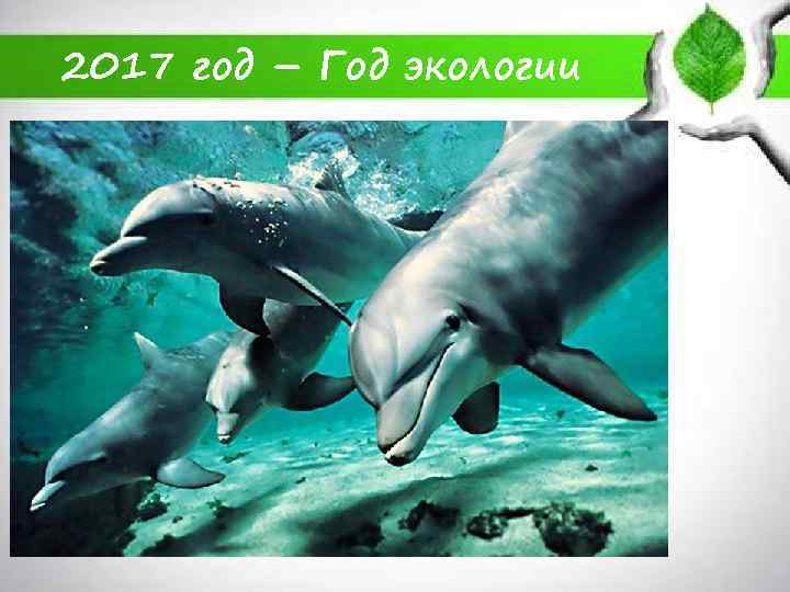 2017 год – Год экологии 