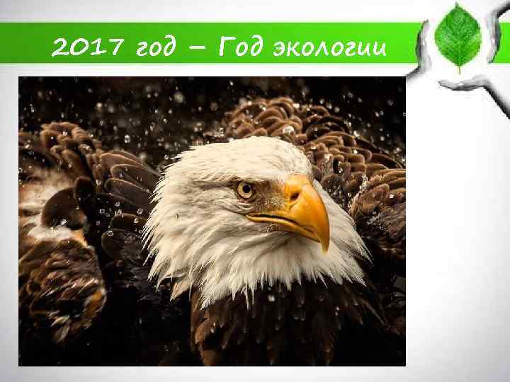 2017 год – Год экологии 