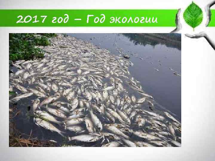2017 год – Год экологии 