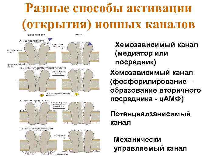 Разные способы активации (открытия) ионных каналов Хемозависимый канал (медиатор или посредник) Хемозависимый канал (фосфорилирование