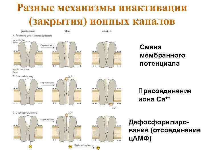 Разные механизмы инактивации (закрытия) ионных каналов Смена мембранного потенциала Присоединение иона Са++ Дефосфорилирование (отсоединение