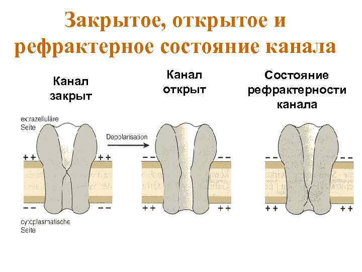 Закрытое, открытое и рефрактерное состояние канала Канал закрыт Канал открыт Состояние рефрактерности канала 