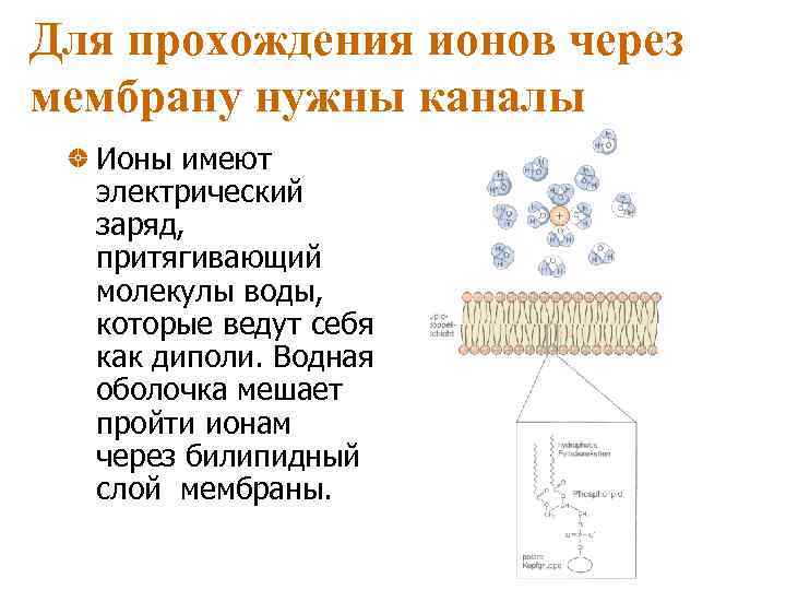 Для прохождения ионов через мембрану нужны каналы Ионы имеют электрический заряд, притягивающий молекулы воды,