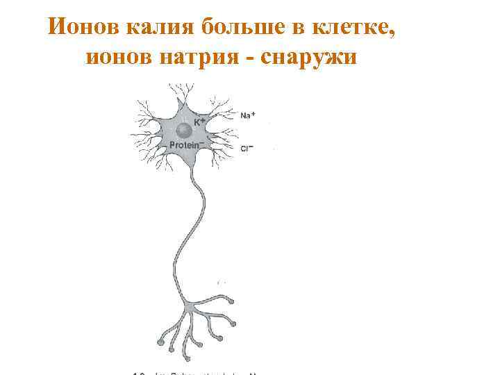 Ионов калия больше в клетке, ионов натрия - снаружи 